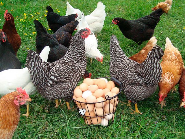 Содержание кур и уход за ними | ЗооТом - продажа, вязка и услуги для животных в Клине