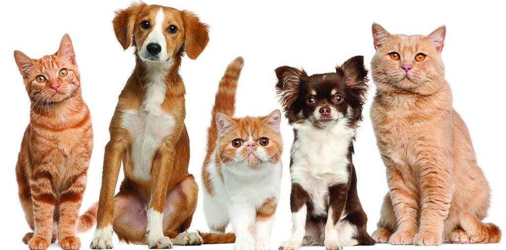 Доска объявлений о животных | ЗооТом - продажа, вязка и услуги для животных в Клине