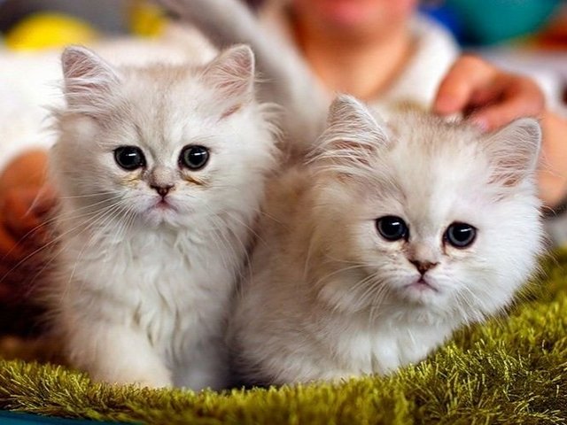 Породы кошек в Клине | ЗооТом портал о животных