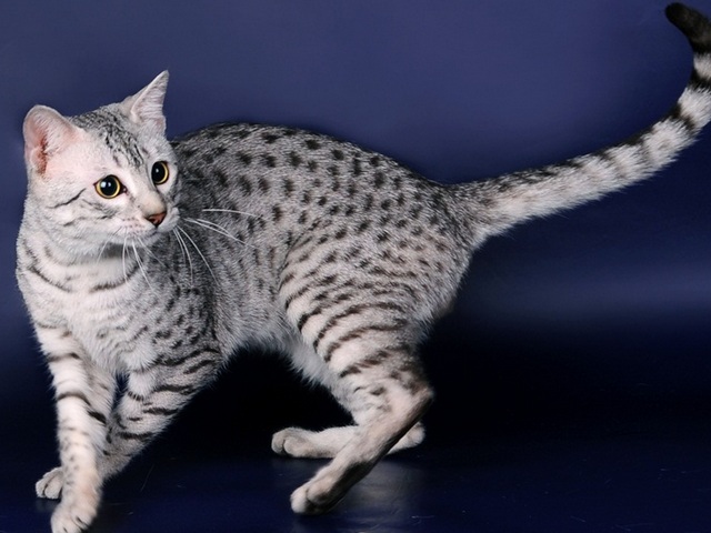 Породы кошек в Клине | ЗооТом портал о животных