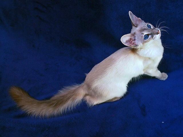 Выведенные породы кошек в Клине | ЗооТом портал о животных