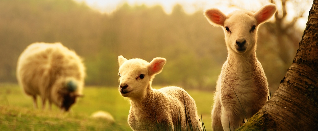 Объявления о сельскохозяйственных животных | ЗооТом - продажа, вязка и услуги для животных в Клине