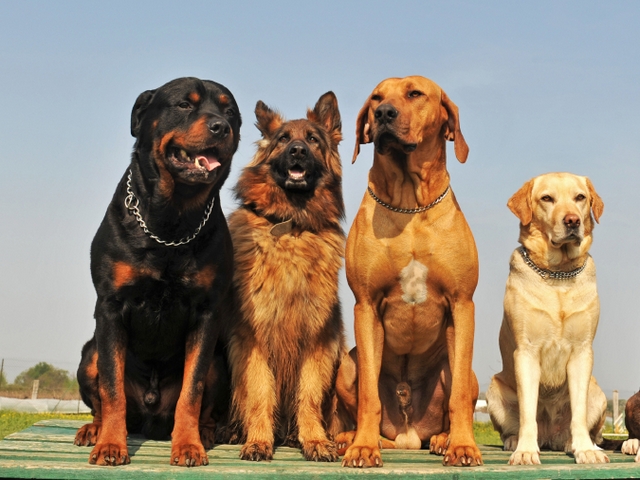 Крупные породы собак в Клине | ЗооТом портал о животных